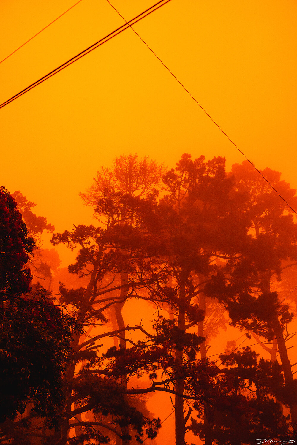 Photos of Sea Nettles, sunfish (mola mola), and ocean waves in Monterey, CA. Photos of smoke from wildfires in Berkeley, CA, burnt tree bark in Mendocino, CA, and Monarch Butterfly and chrysalis in Easton, Maryland.